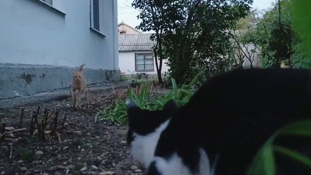 Cats playing football. Крымские коты играют в футбол 😁 #крым #ко?