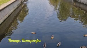 Виталий Парыгин - Птицы Петергофа