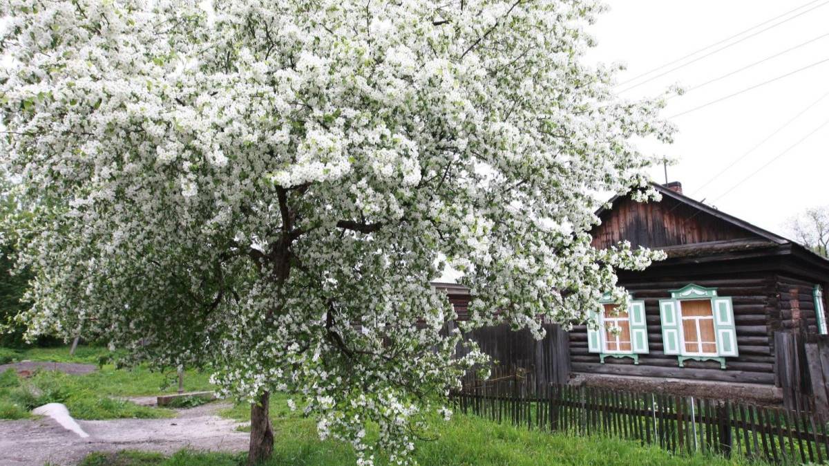 Песня " Под окном широким " Кавер смотреть онлайн