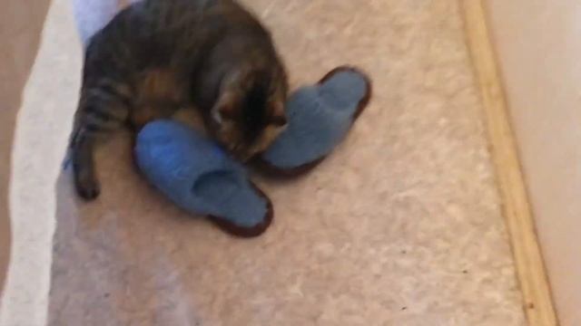 Кот и тапочки ikea смотреть онлайн