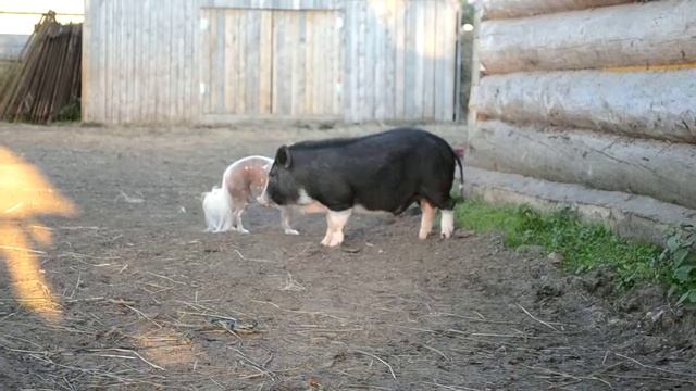 Побег свиньи смотреть онлайн