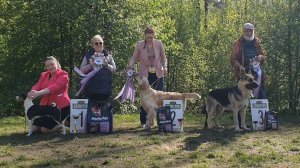 17.05.2025, СПб. Клуб "Кредо" (РКФ, РФОС). Выставка собак всех пород "КЛЮЧ К УСПЕХУ" (САС, ЧРКФ)