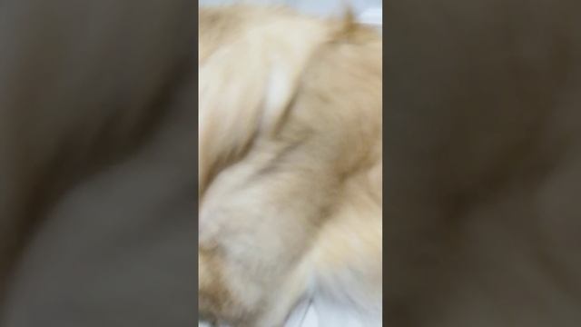 Мой пес тога