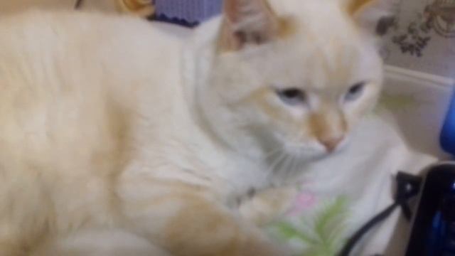 CAT/КОТ/СНЕЖОК И YOUTUBE смотреть онлайн