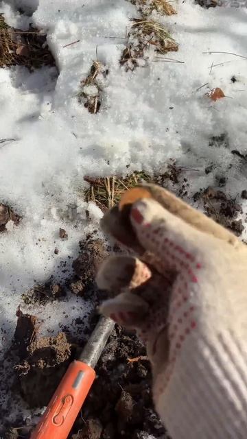 Находка ч.523🔥🔥 #леснойскобарь#2025#металлоискатель#minel смотреть онлайн