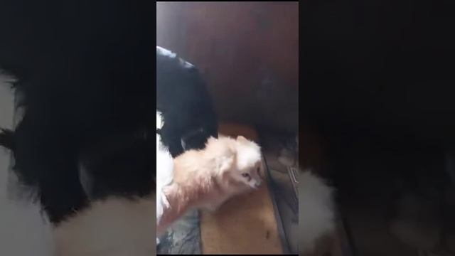 Русский спаниель выгуливает Шпица