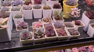 Устройство стеллажа для моих суккулентов 💡