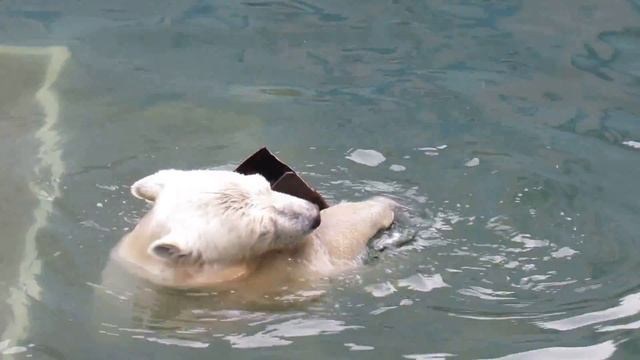 Ростик и бесценная коробка 29 07 16 смотреть онлайн