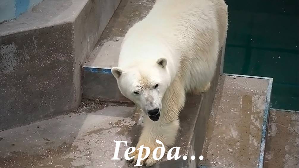 Коварная любовь по-медвежьи! Медведица Герда держит Кая в водном плену!