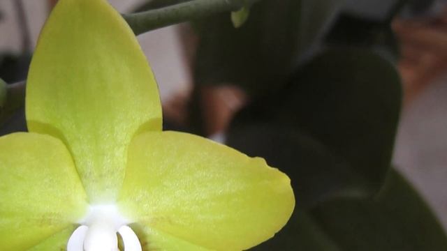 Цветение продолжается, зал, полки. Орхидеи фаленопсис. смотреть онлайн