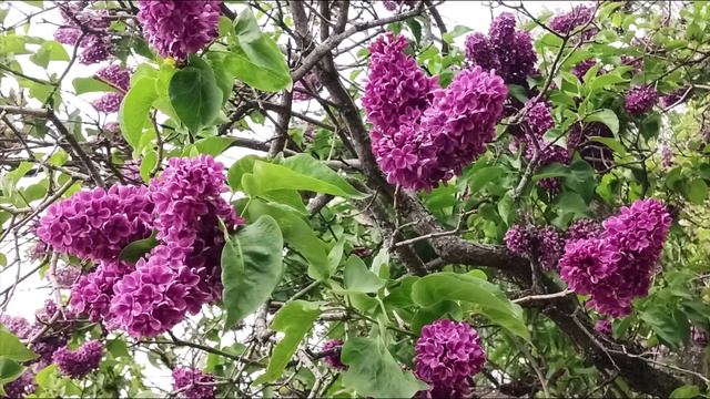 syringa L🍏🍏🍏 tree's and spring flowers 🌼 🌼 🌼 🌼 🌼 🌼 😍 весенние цветы СИРЕНИ