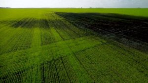 Relax Video 4k Grass