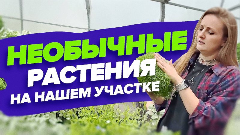 ЧТО ВЫРАЩИВАЮТ СЕМЕНА АЛТАЯ В ЭТОМ ГОДУ