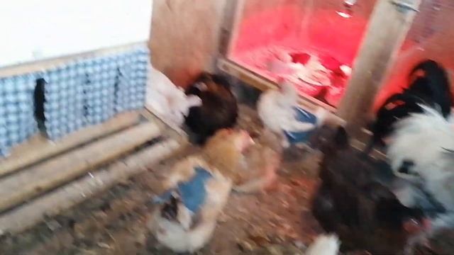 Петушок или курочка? Насколько точно можно определить смотреть онлайн