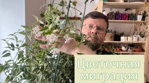 Цветочная миграция МАЙ 2025