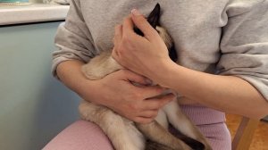 Тайский котик Castor Gamlet осваивается на новом месте😻