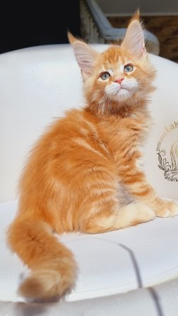 Paris Mos Lakshestar котенок мейн кун 2 месяца 5 дней.
