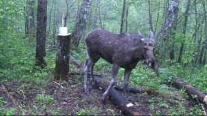 Как ведут себя Лоси на новом Солонце.
