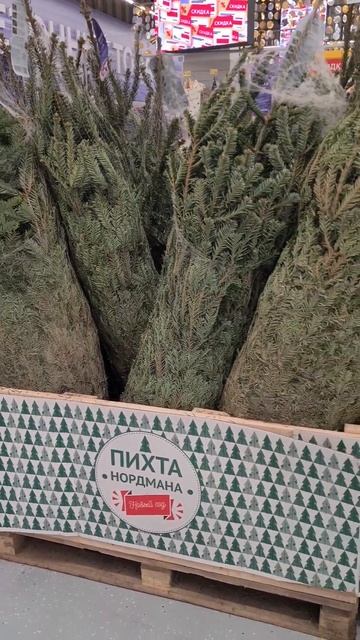Когнитивный диссонанс... Привык, что пихта Нордмана - в?