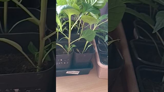 Как вырастить не вытянутую коренастую рассаду. В чем с смотреть онлайн