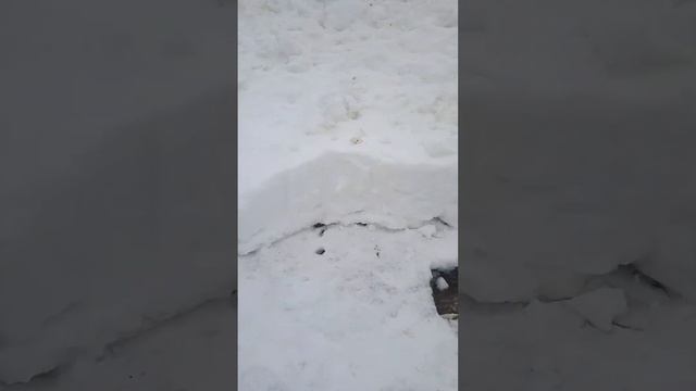 Готовимся к половодью...Пуфик даёт добро! смотреть онлайн