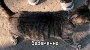 Ариша и животные