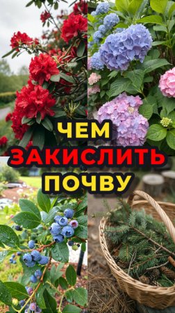 Чем ЗАКИСЛИТЬ почву?🤔🪹
