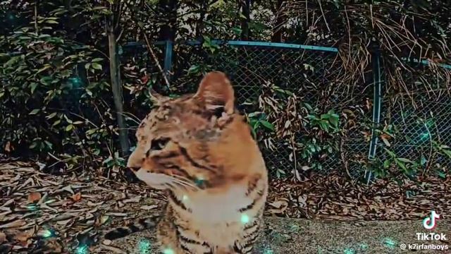 Мемный кот носок смотреть онлайн