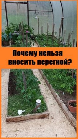 Почему перегной нельзя вносить на гряды с овощами?