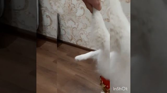 Собака танцевака. Танцующий шпиц.