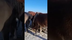 Stallion Rotmister is back ।  Жеребец стремится покрыть кобылу