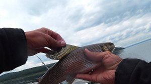 ХАРИУС ННАДА?!?! РЫБАЛКА НА АНГАРЕ