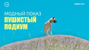 В Твери пройдет модный показ «Пушистый подиум»