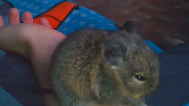 Тегу ест семечко смотреть онлайн