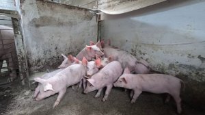 Отлучники на старте, ландрасы ещё с мамашкой