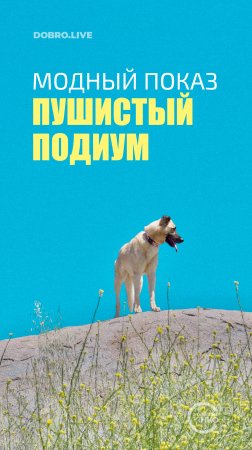 В Твери пройдет модный показ «Пушистый подиум»