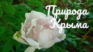 Природа Крыма