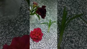 4 ноября 2024 г. Как зимует  вегетативная гвоздика в  грун