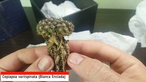 Уход за кактусами осенью. Обзор. Новые кактусы. Copiapoa. Tur
