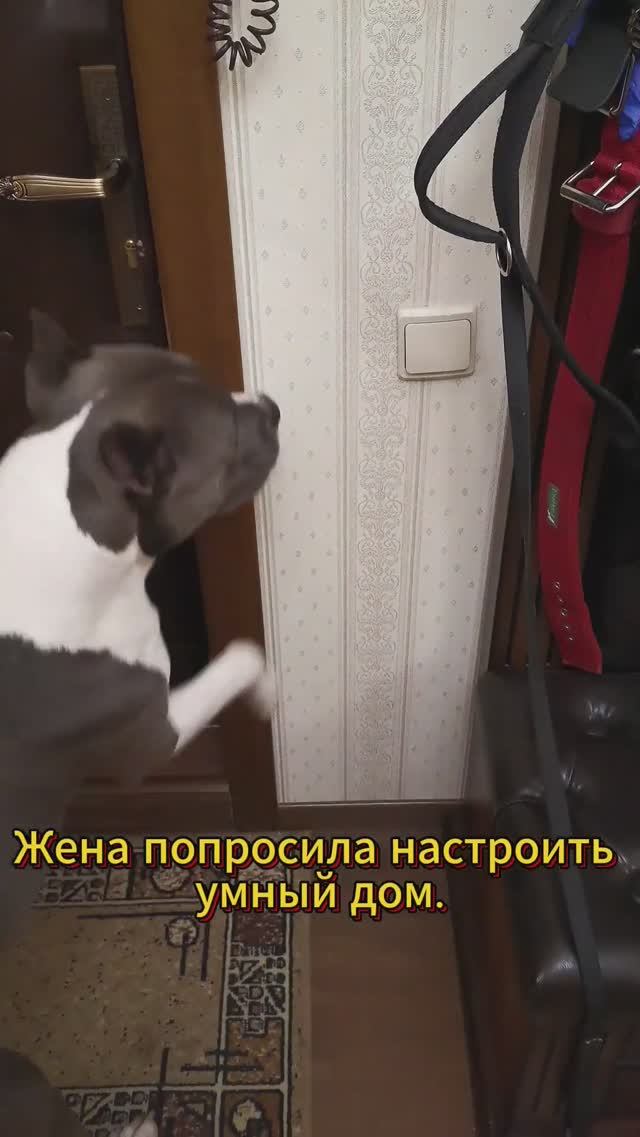 Иногда Умный Хвост, лучше, чем Умный дом. Амстафф в деле #shorts #собака #амстафф #стаффорд смотреть онлайн