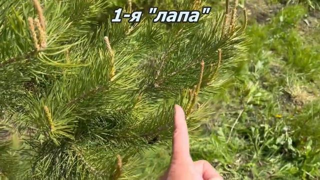 Формирующая ОБРЕЗКА СОСНЫ обыкновенной. Как я формиру смотреть онлайн