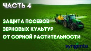 | ЗЕРНОВЫЕ  Часть 4 | Защита посевов зерновых культур от сорной растительности  | SYNGENTA |