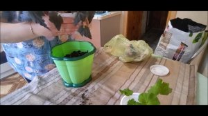 Убралась на балконе // Пересадила цветы