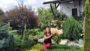 КАКИЕ МЕТЕЛЬЧАТЫЕ ГОРТЕНЗИИ ОСТАЮТСЯ БЕЛЫМИ | Белые с?