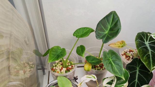 ОБЗОР РАСТЕНИЙ В ВИТРИНАХ | ОБУСТРОЙСТВО смотреть онлайн