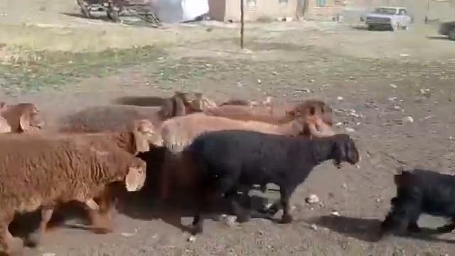 Ушу козулар сатылат 28баш ургачы 40баш эркек баасы 13000де смотреть онлайн