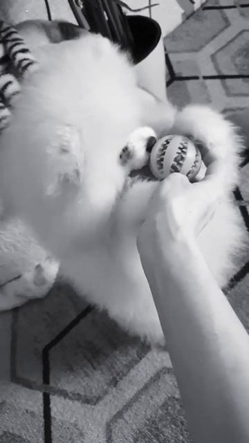 Любитель вкусняшек 😎 #shorts #рекомендации #лучшее #мичи #померанскийшпиц смотреть онлайн