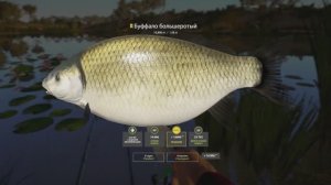 Охота за буйволом Ахтубы: трофей пойман в RF4