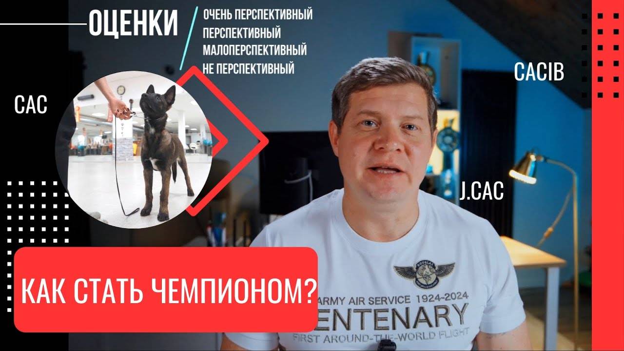 Как сделать из вашей собаки - ЧЕМПИОНА России? Про выставки собак, титулы, оценки и серитификаты. смотреть онлайн
