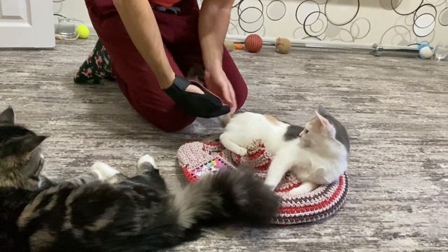 Операция «Перчатка» или как мы котиков от шерсти спас? смотреть онлайн